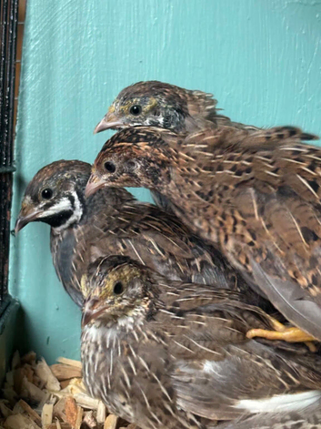 Chinese painted quail cpq
