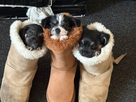 Jack Russell Cross Maltese have 2 girls and one boy available