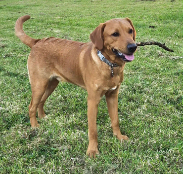13 month old red fox Labrador