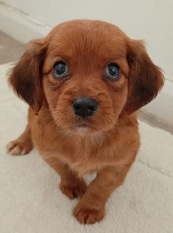 Cocker spaniel x Jack Russell