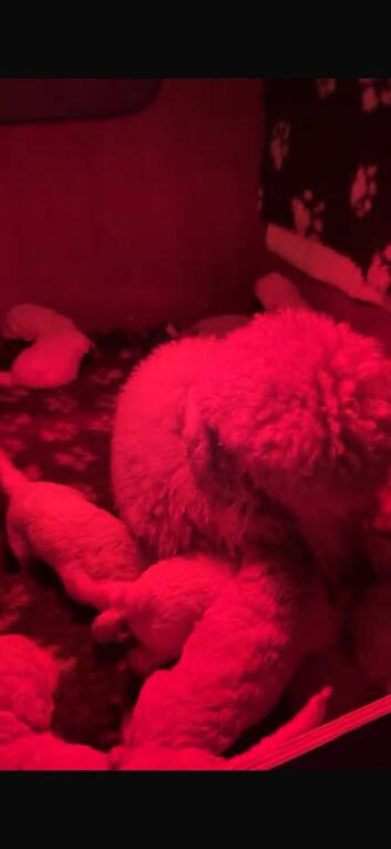 F1 GOLDEN DOODLE PUPPIES &mdash; PRE-LISTING