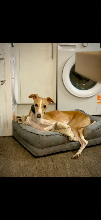 3-Year-Old Whippet Cross Seeking His Forever Home