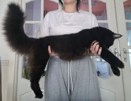 Last 2 from litter of 8 maine coon kittens in Bury