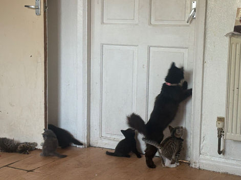 Kittens