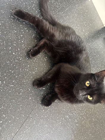 5 year old black male cat