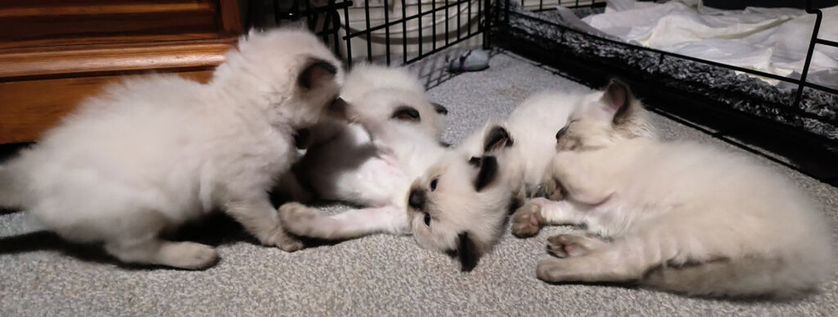 Gorgeous fluffy kittens