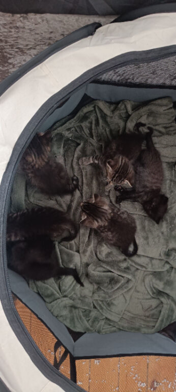 Six kittens needing homes