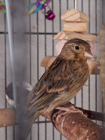 4 canaries for sale!