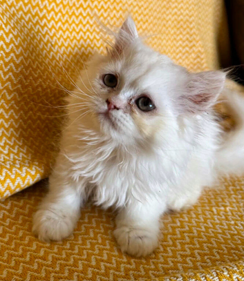 BSH X PERSIAN KITTEN