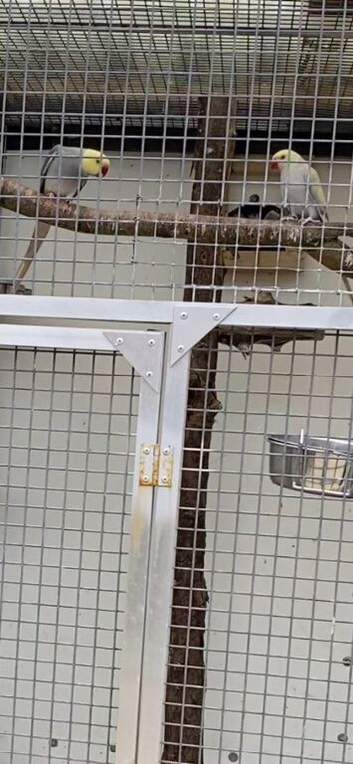 Ringnecks