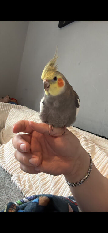 Cockatiel grey male