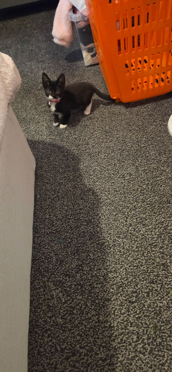 Female kitten