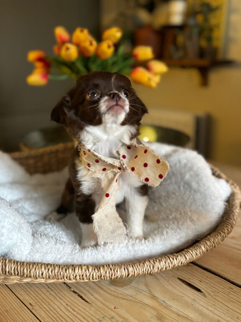 Long-Haired Chihuahua Girl - Betsy
