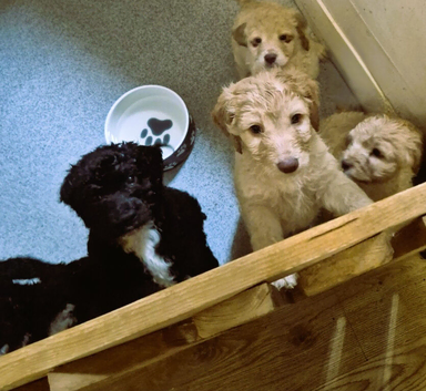 F1 Cockapoo's 2 boys left - Vet checked healthy and ready to leave