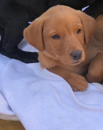 3 beautiful Fox Red Labrador puppies looking for their forever homes