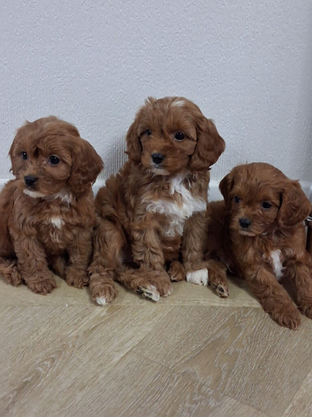 Cavapoo puppys ready to go