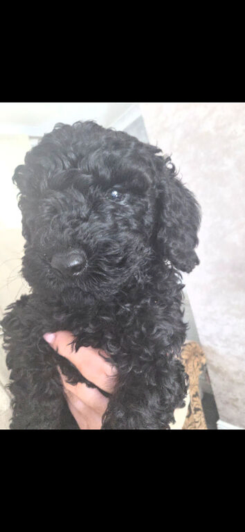 Mini poodle puppies