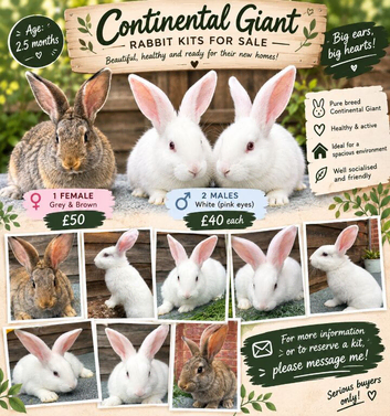 Continental Giant