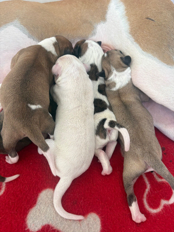 Whippet cross pups