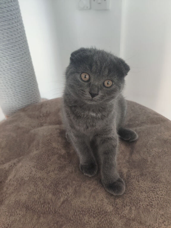Scottish fold blue