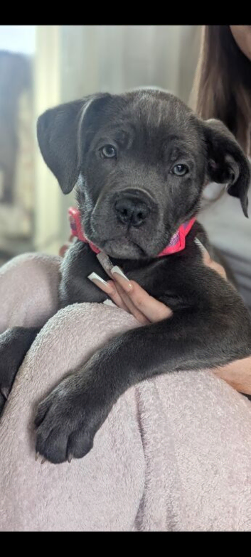 Female Cane Corso Puppy