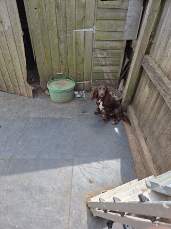 Cocker spaniels