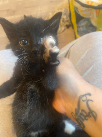 5 beautiful kittens