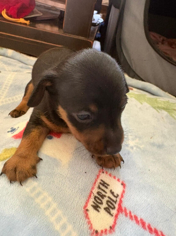 Dorkie pups