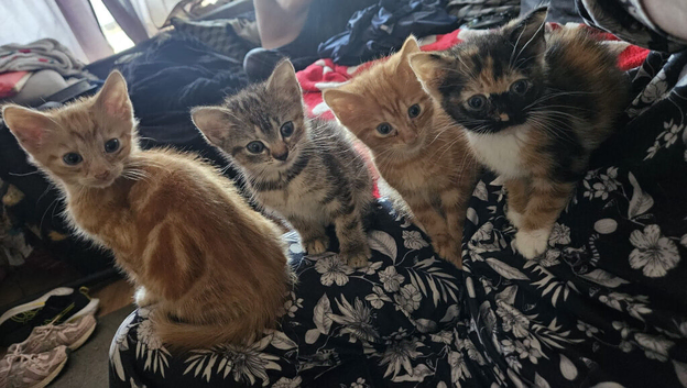 4 adorable kittens