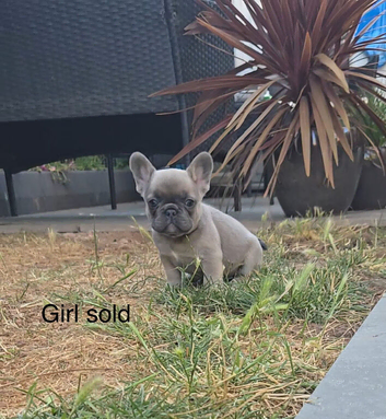 French bulldog puppies