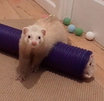 2 male ferrets 11 months old