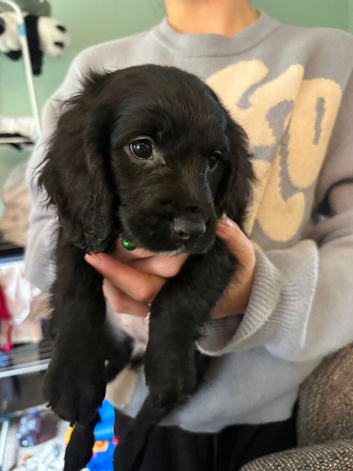 2 female cocker spaniel&rsquo;s puppy