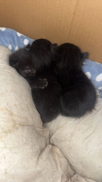 British shorthair X Russian