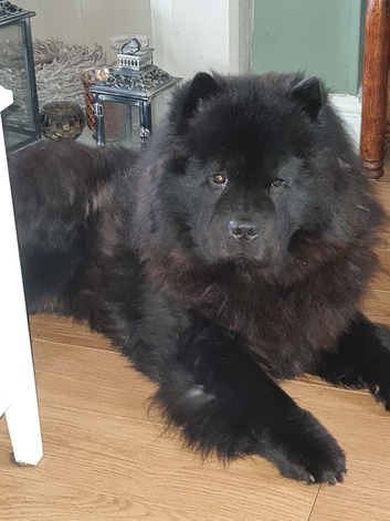 Black Chow chow 2 years male