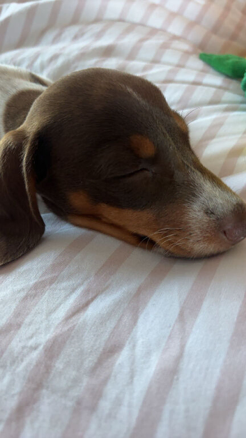 Male puppy pedigree dachshund
