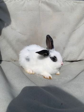 LAST BABY GIRL Mini lion lops