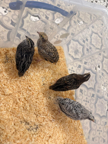 Coturnix quail 1 male 3 female