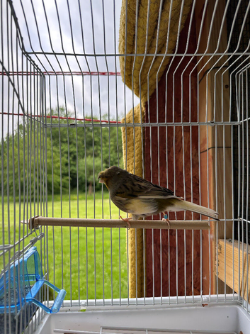 Beautiful male gloster canary for sell good singing