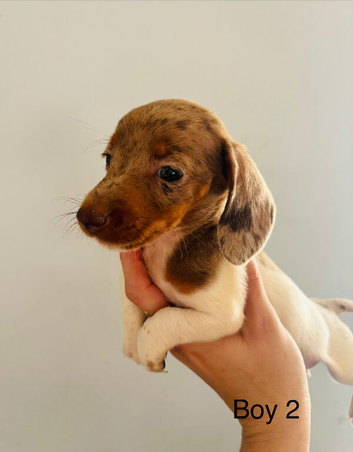 Adorable miniature daschunds ready to leave