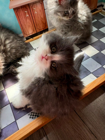 Ragdoll x British long hair