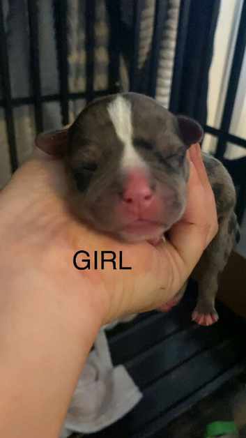 Staffordshire bull terrier pups available