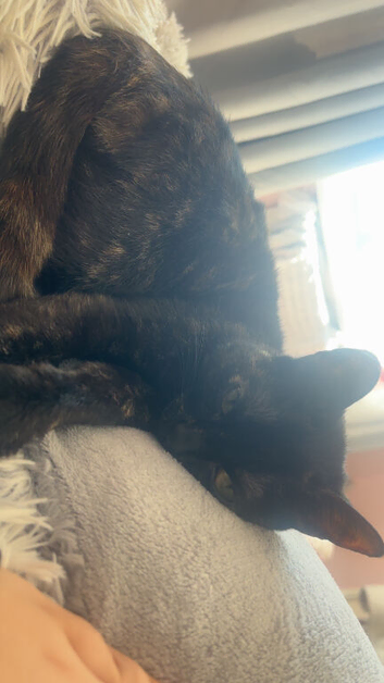 Maebelle (tortoise shell x calico)