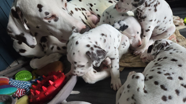 KC REG LIVER DALMATIAN PUPPIES