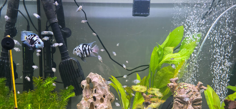 Polar blue parrot cichlids