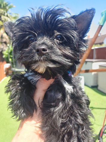 LAST GIRL! Mini Black Yorkshire Terrier