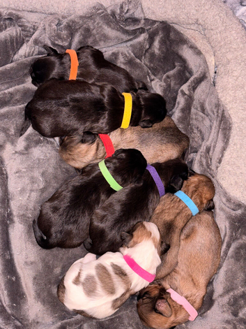 Shih Tzu x Lhasa Apso (Shih Apso) puppies for sale