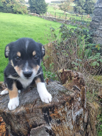 Adorable border collie