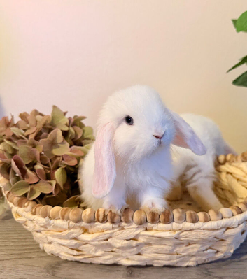 1 boy MiniLop baby left (ready now)