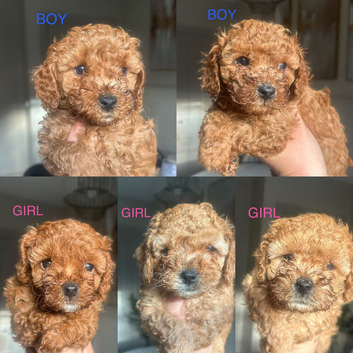 *3 DEEP RED CAVAPOO PUPPIES LEFT*