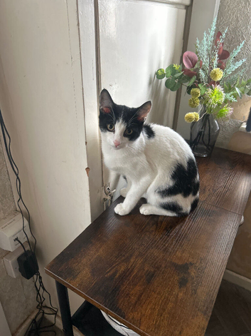 Kittens for Sale
